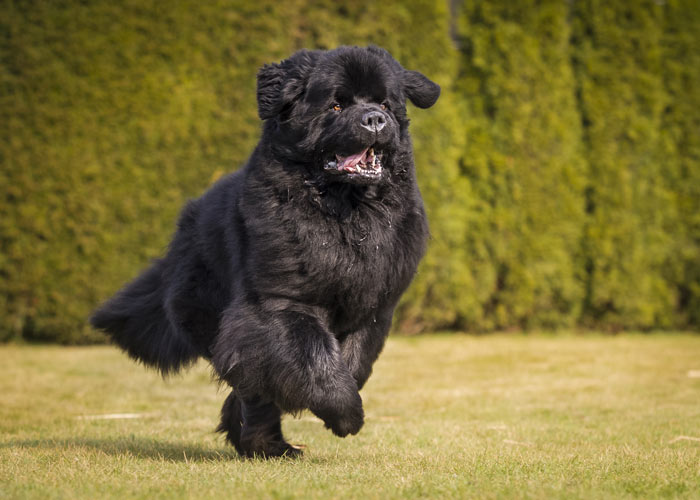 hondenras newfoundlander