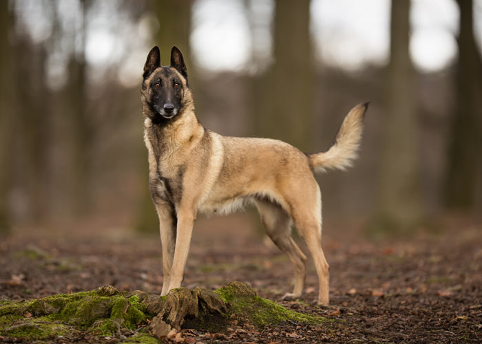 mechelse herder hondenras