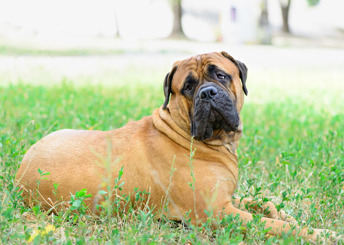 De bullmastiff hond - algemene informatie