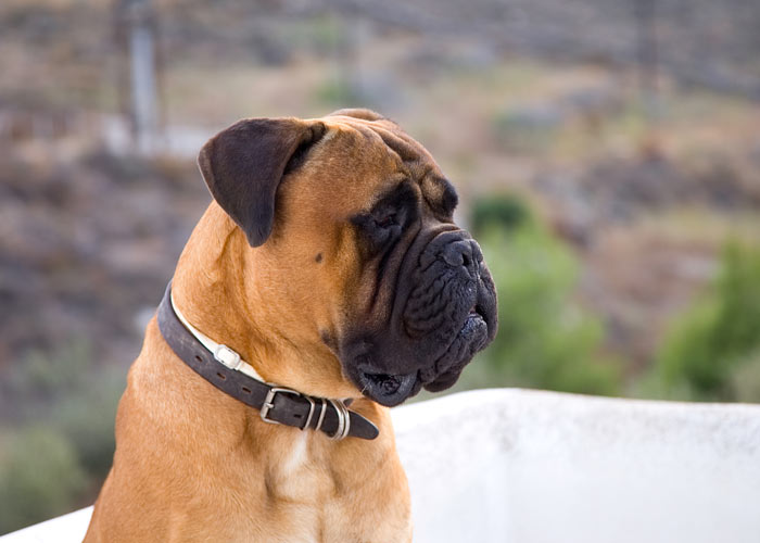 Bullmastiff - introductie