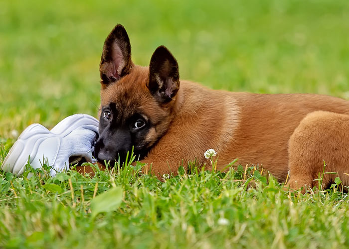 Een Mechelse herder puppy die op een schoen kauwt