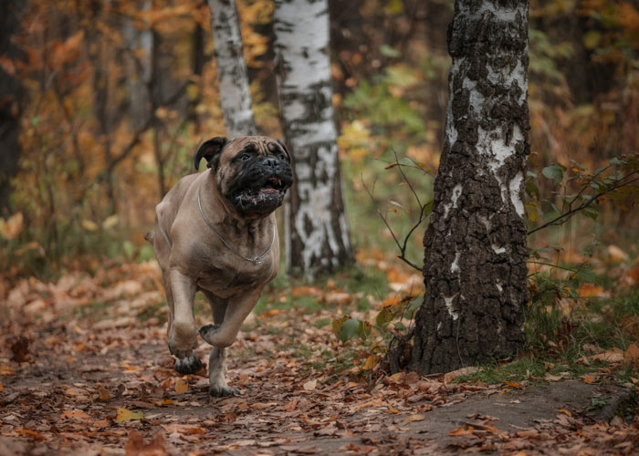 Een rennende bullmastiff