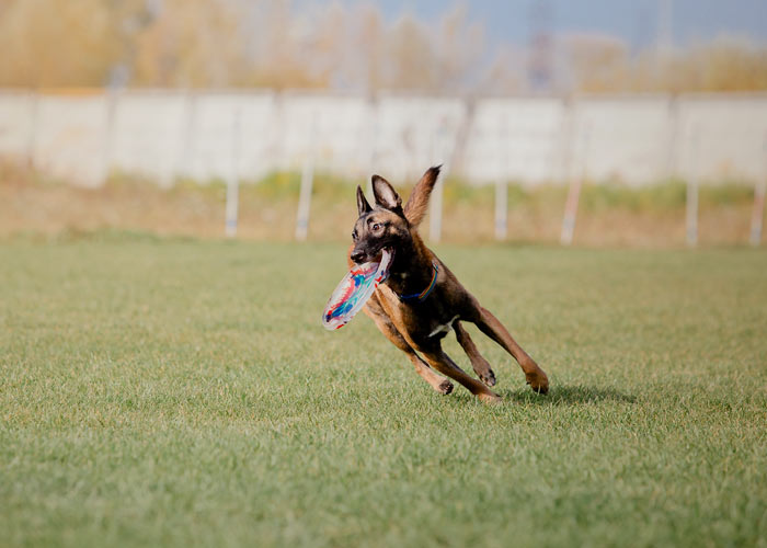 Speels karakter van de Mechelse herder die met een frisbee speelt