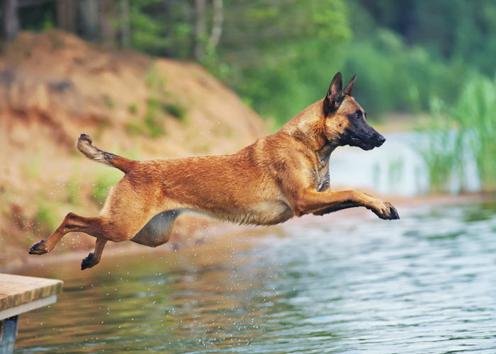 Mechelse herder springt in het water