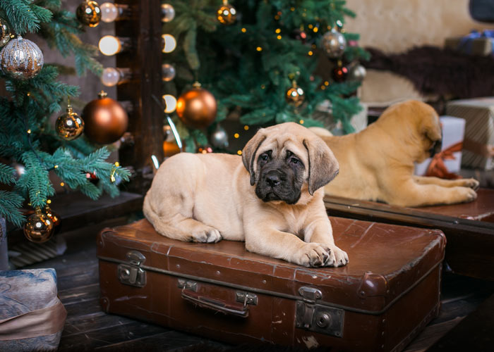 aanschaf en kosten voor de bullmastiff hond