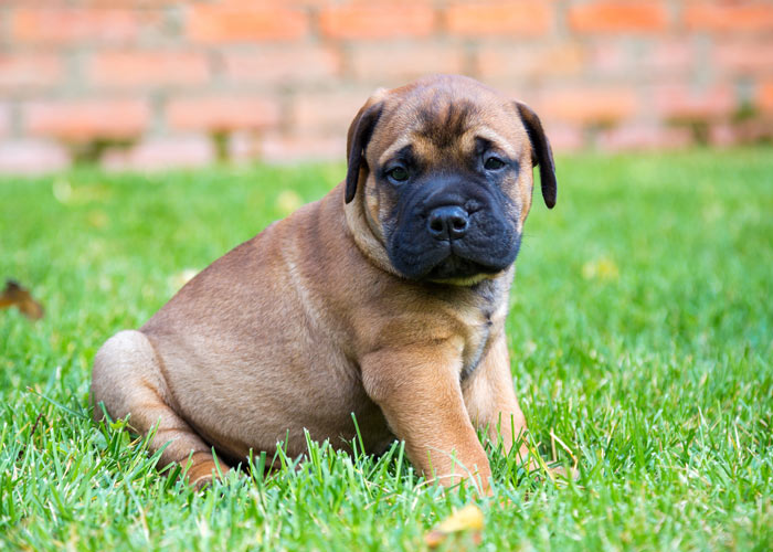 De bullmastiff rasvereniging