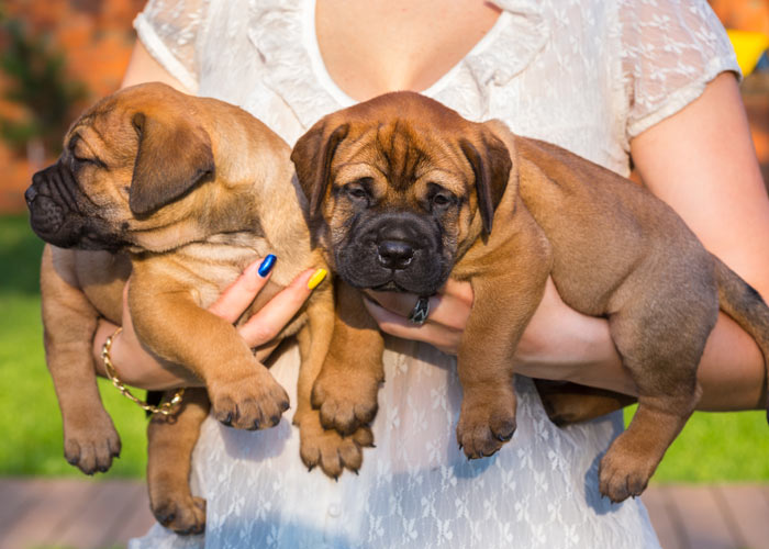 de verzorging van bullmastiff puppy's