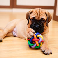 het karakter van een bullmastiff puppy