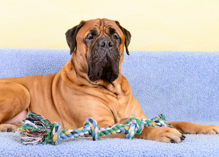 het opvoeden van een bullmastiff
