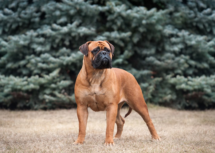 het uiterlijk van de bullmastiff hond