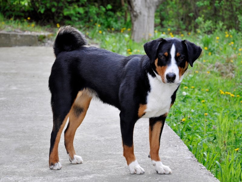 Appenzeller Sennenhond