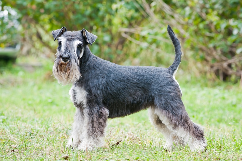 Dwergschnauzer