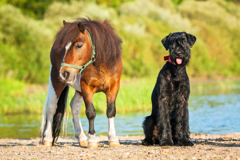 Riesenschnauzer