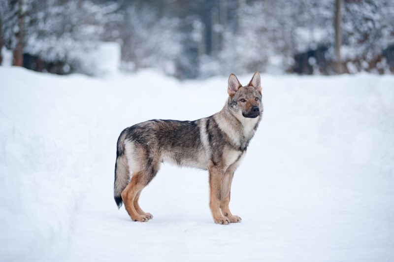 Saarlooswolfhond