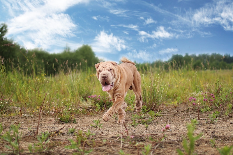 shar-pei