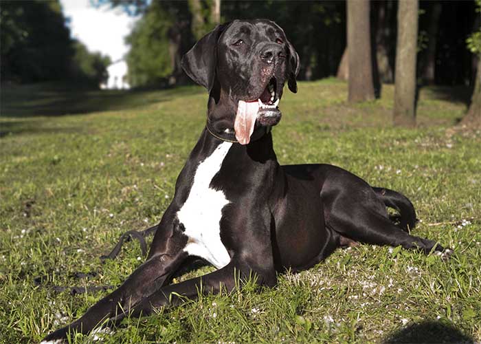Duitse dog