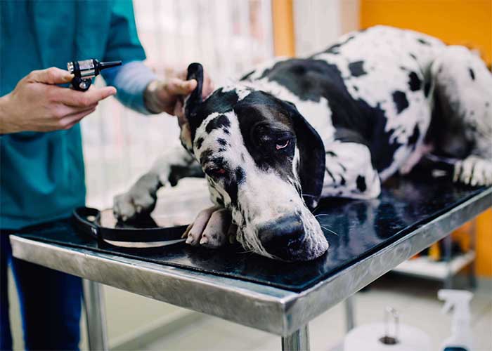 Goed verzorgde Duitse dog