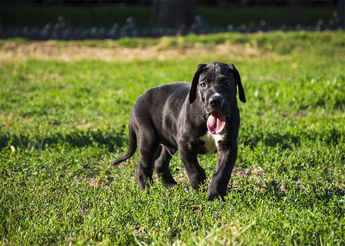 Het opvoeden van een Duitse dog pup