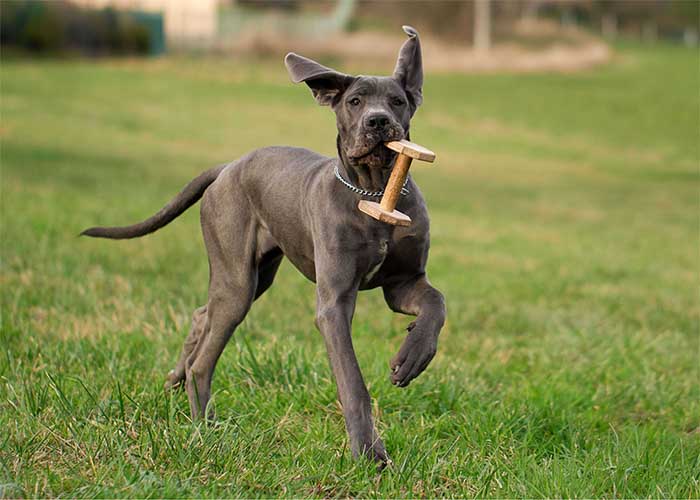 Spelende Duitse dog