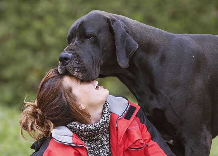 Bordeaux Dog Karaktereigenschappen