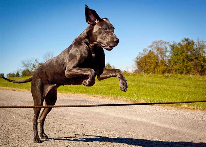 Uiterlijke kenmerken Duitse dog
