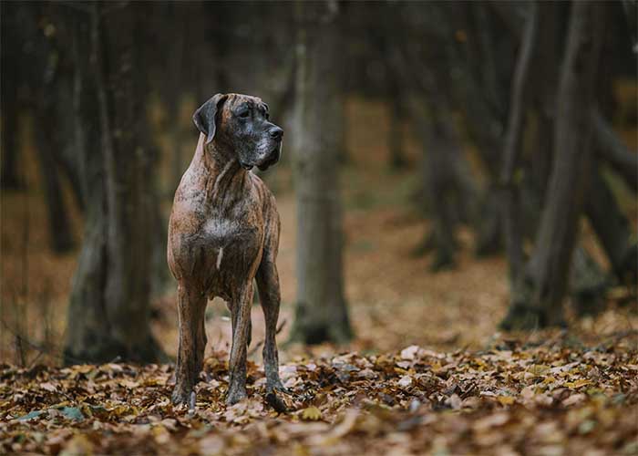 Duitse-dog-wandeld-door-het-bos