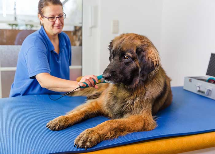 Leonberger bij de dierenarts