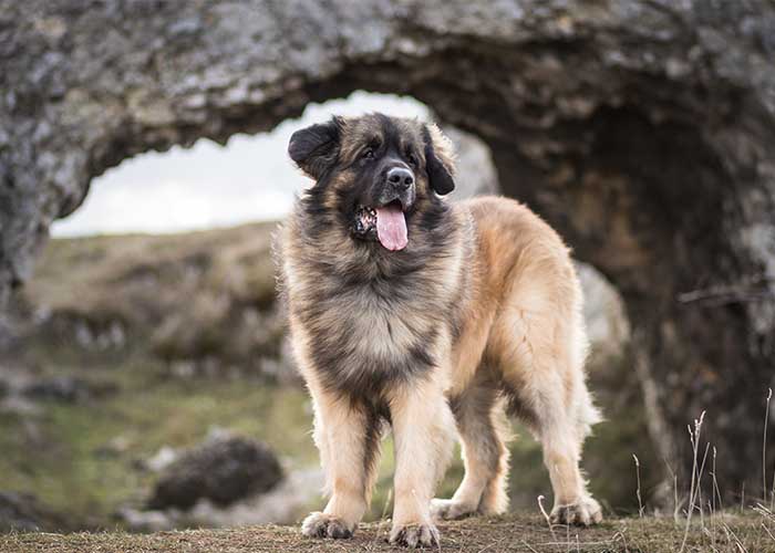 Het opvoeden van een Leonberger