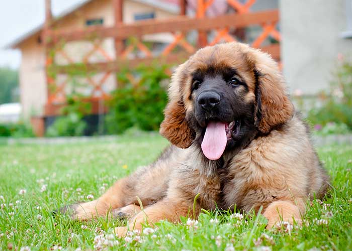 Leonberger introductie