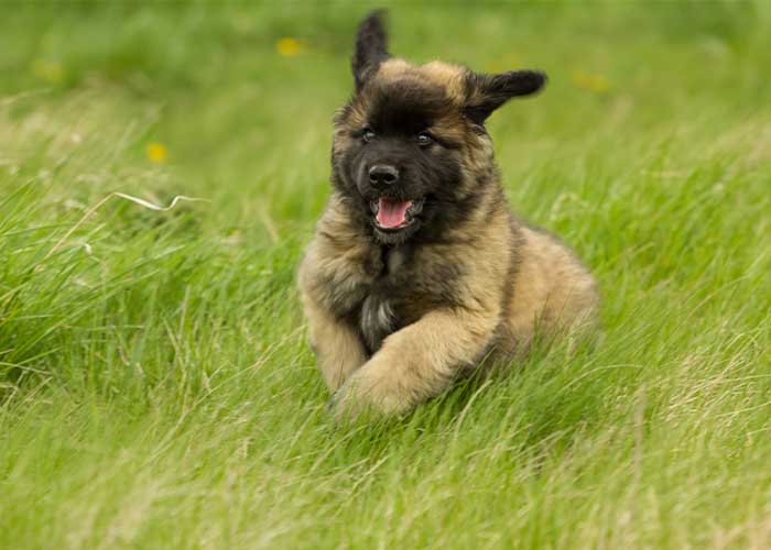 Leonberger puppy actief in de natuur