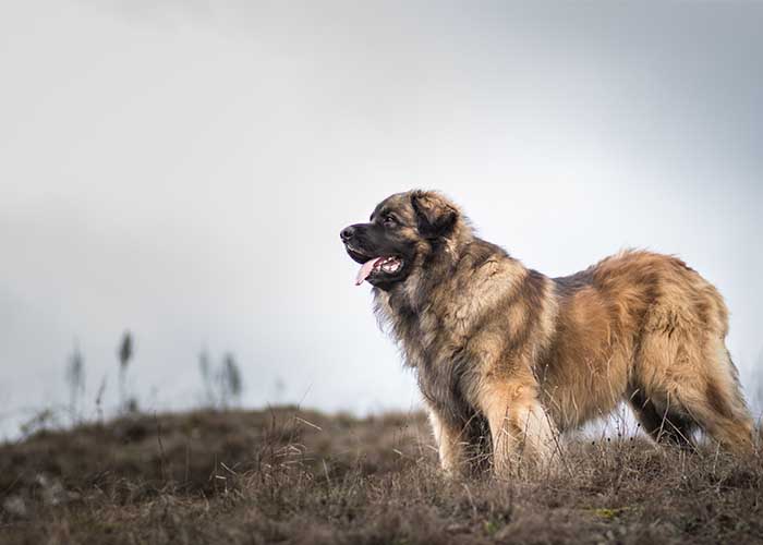 De Leonberger rasvereniging