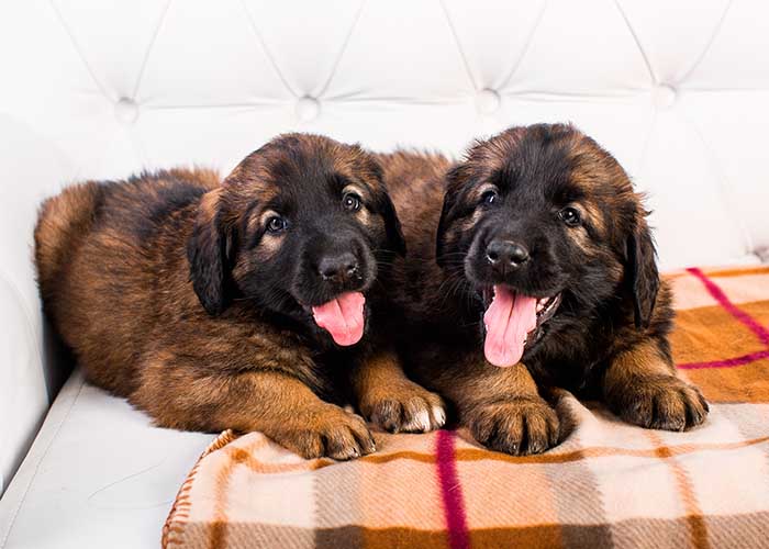 Verzorging van een Leonberger