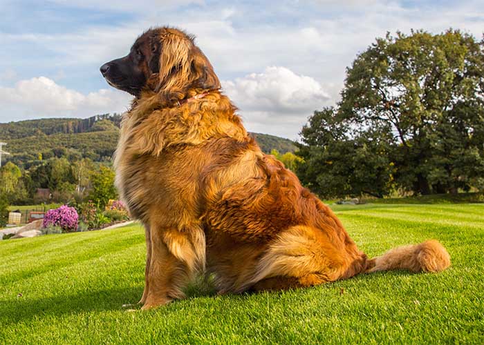 Verzorgde Leonberger staat op een heuvel