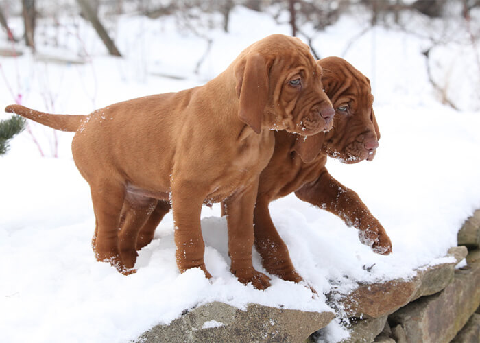 2 bruine vizlsa puppies in het sneeuw