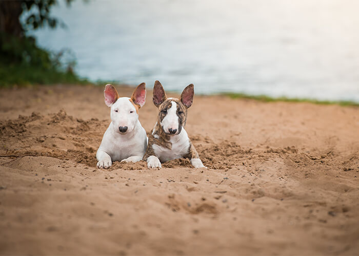 Wat kost een bull terriër puppy