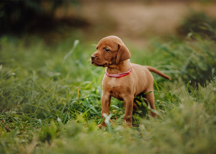 Bruine Vizsla pup in het gras_