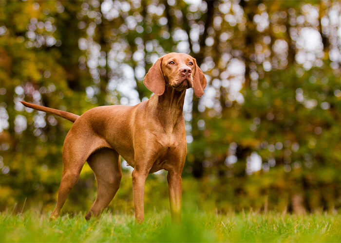 Bruine Vizsla uitkijkend over het gras