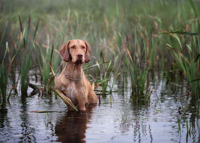 Bruine vizsla in het water