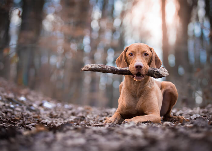 Bruine vizsla met een stok in zijn bek