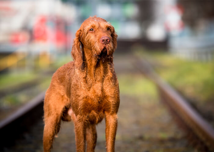 Bruine vizsla op het spoor