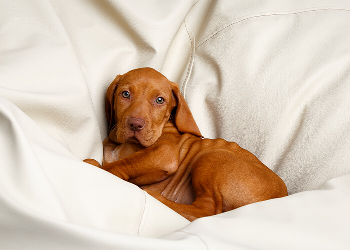 Bruine vizsla pup tussen de lakens