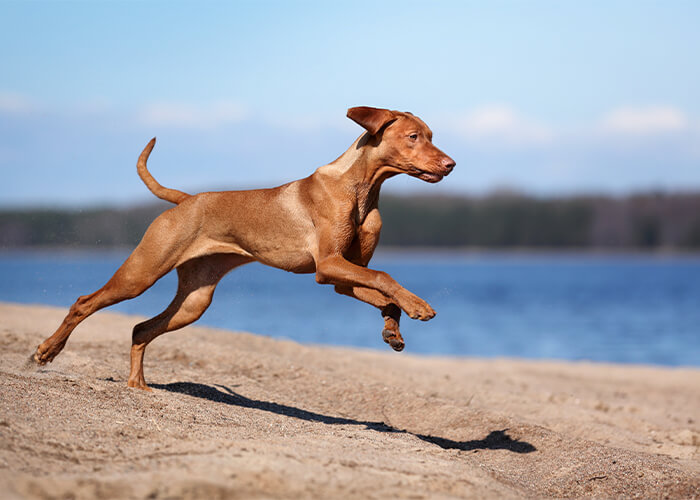 Bruine vizsla rennend over het strand
