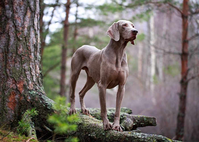 weimaraner balancerend op een boomstronk in het bos