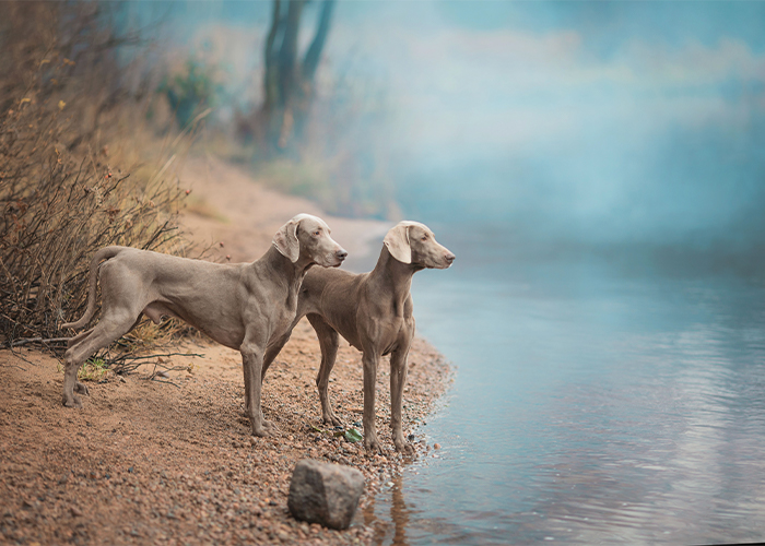 twee weimaraners langs de oever van een rivier