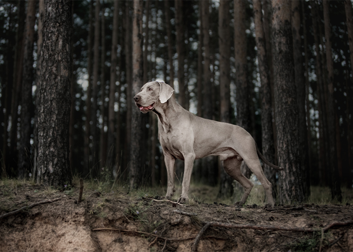 weimaraner in het bos kijkt voor zich uit