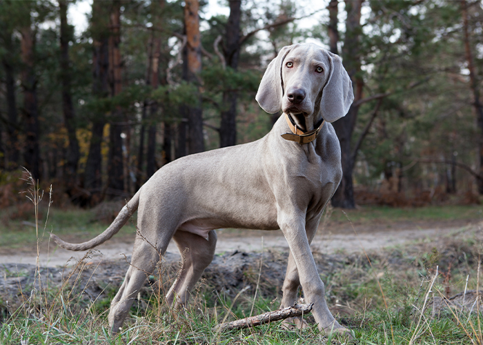weimaraner op het gras