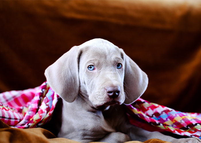 weimaraner puppy onder een roze deken