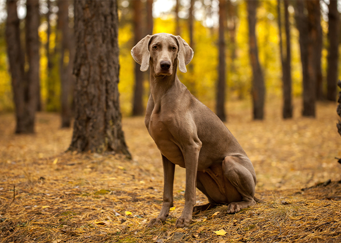 Weimaraner zittend in het bos