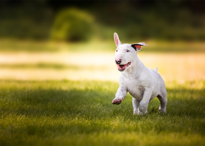 Twee verschillende uiterlijken van bull terriër