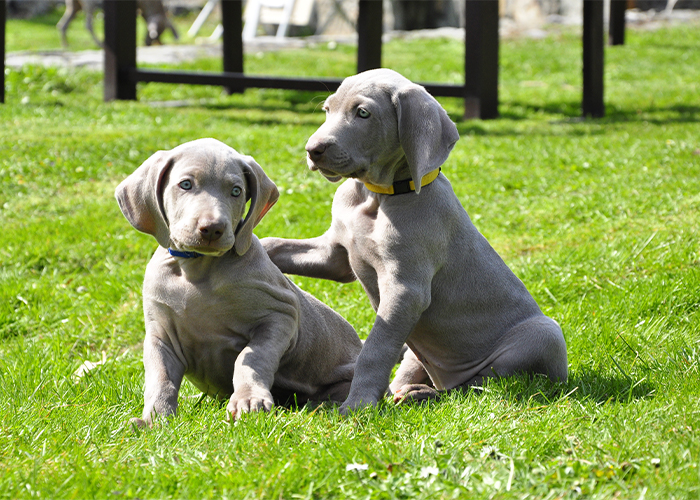 twee weimaraner pups zittend op het gras